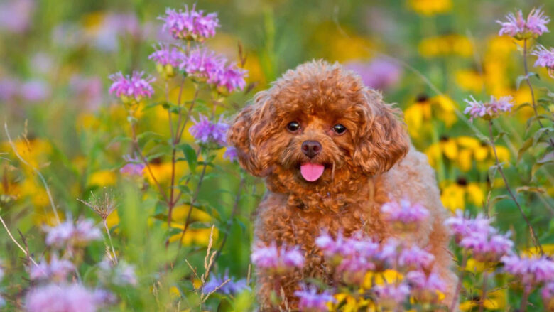 spring screensaver with cute dog 1920x1080