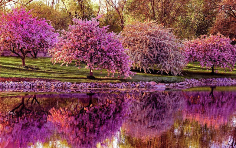 spring screensaver with trees by the lake 1920x1200