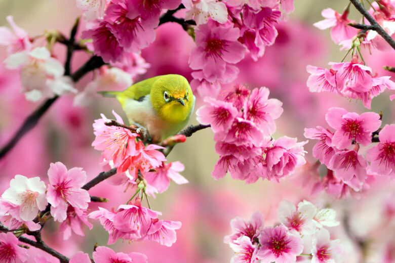 Spring wallpaper HD, 2K with birds and peach blossoms 2048x1365