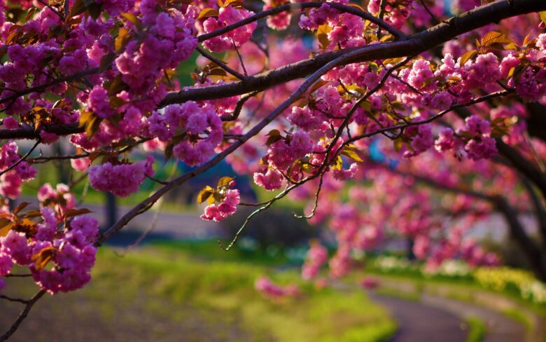 spring wallpaper hd beauty blade branch 3840x2400