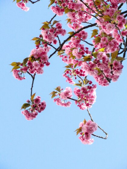 Spring wallpaper HD beauty peach blossoms and blue sky 2736x3648