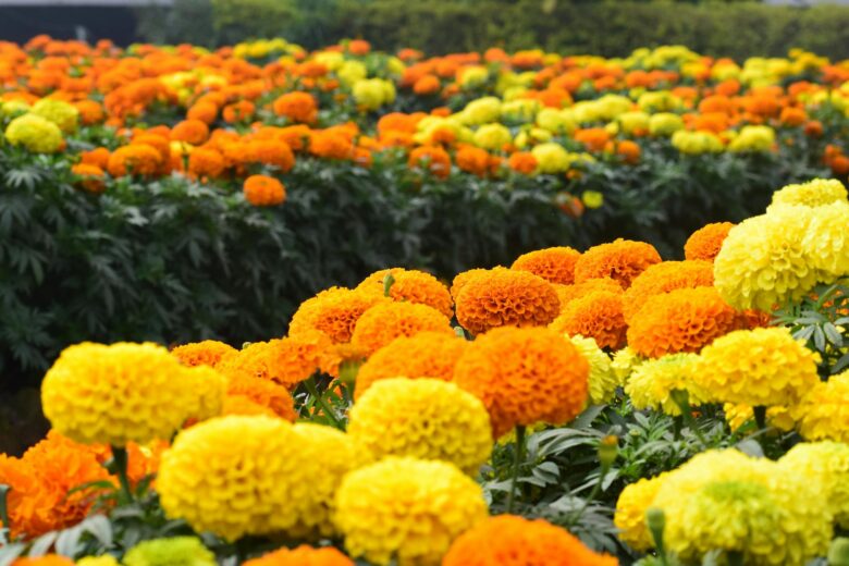 Spring wallpaper HD marigold garden 1920x1080