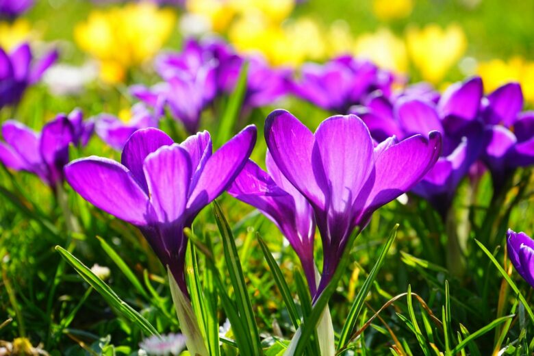 spring wallpaper hd purple flower beauty 1920x1280
