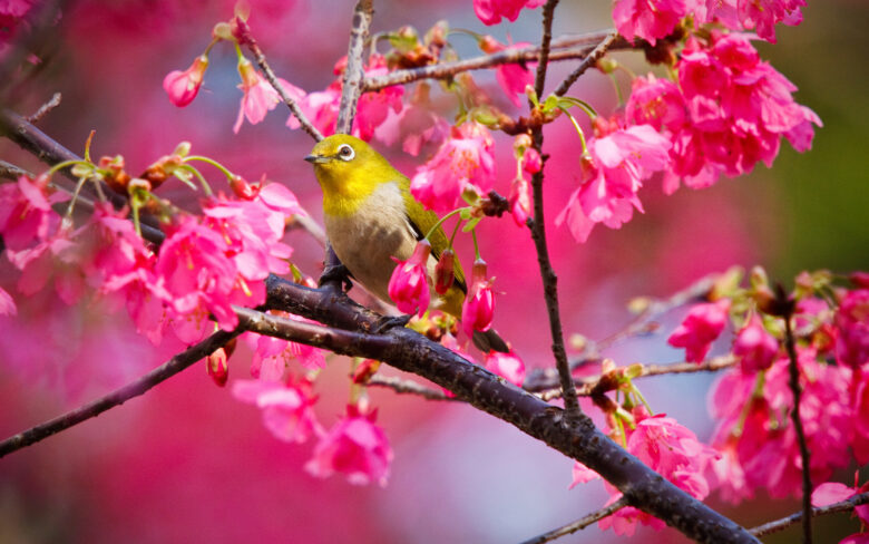 Spring wallpaper HD shows the beauty of a bird on a peach blossom background