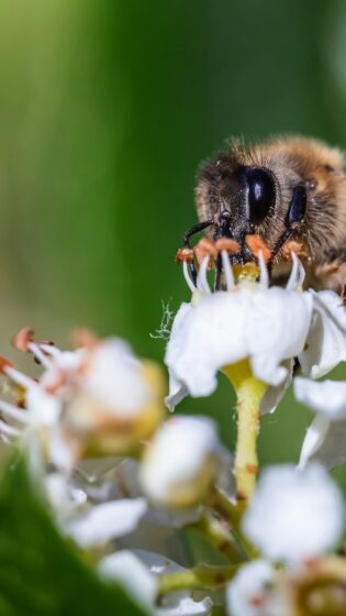 spring wallpaper HD with bees and flowers 2160x3840