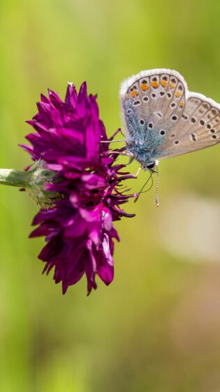spring wallpaper HD with butterflies and flowers 2160x3840