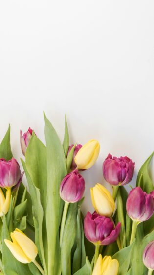 spring wallpaper HD with colorful tulip bouquet 2160x3840