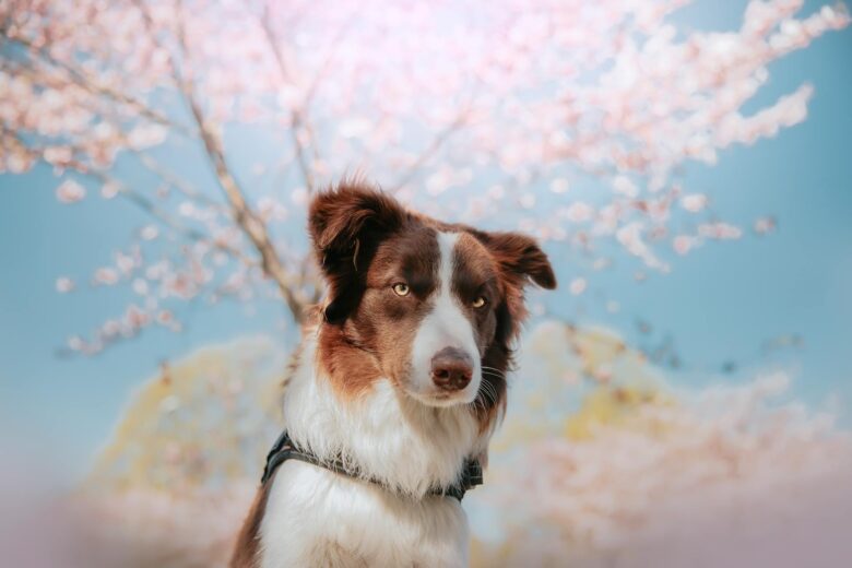 Spring wallpaper HD with cute dog 1920x1080