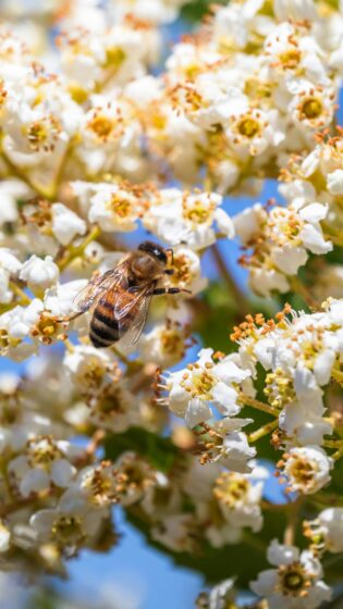 spring wallpaper HD with honey bee for iPhone 2160x3840