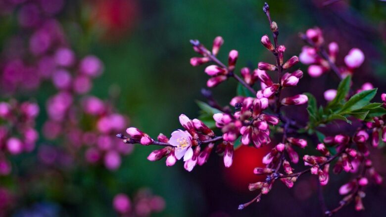 Spring wallpaper HD with peach blossom scene 1920x1080
