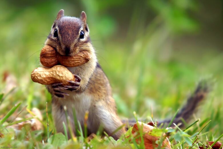 Spring wallpaper HD with squirrel holding nuts 1920x1080