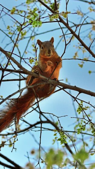 spring wallpaper iPhone squirrel on tree branch 1080x1920