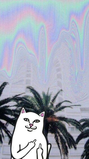 Troll cat pfp aesthetic wallpaper 750x1335