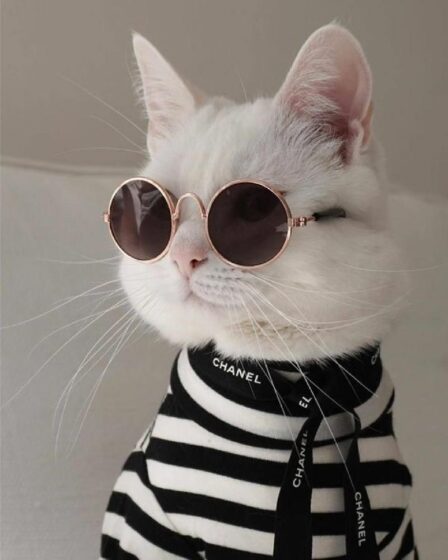 white fur cat pfp wallpaper wearing black glasses 800x1000