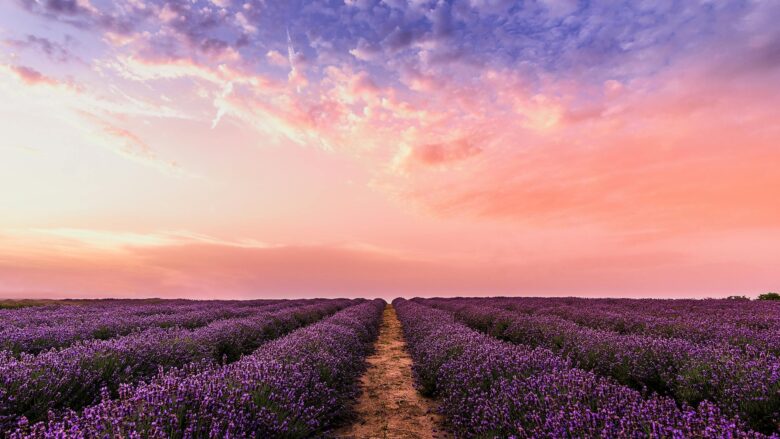 2560x1440 wallpaper with beautiful sunset over purple flower garden