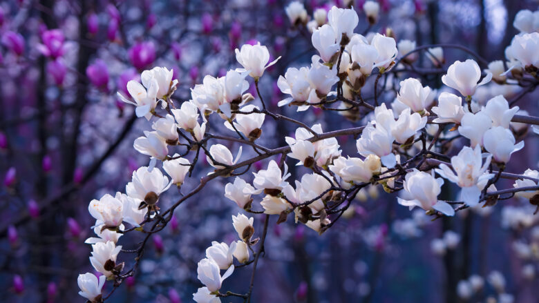 4k wallpaper for pc, desktop with the beauty of white peach blossoms 3840x2160